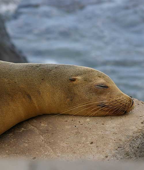 Galapagos